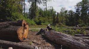 How Our Tree Care Process Works  in  Leonard, TX